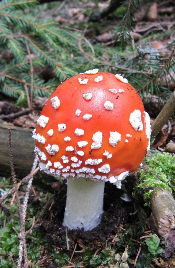 Ferienhaeuser Troester 바트키르히하임 외부 사진